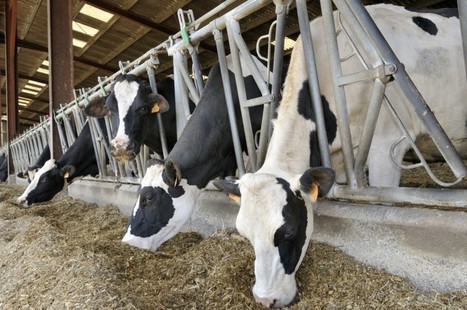 70 vaches meurent, intoxiquées au plomb : 294 000 € d'indemnités pour un agriculteur de Normandie | Lait de Normandie... et d'ailleurs | Scoop.it