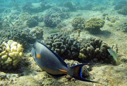 La majorité des coraux des Caraïbes pourraient disparaître en 20 ans - Magazine GoodPlanet Info | Biodiversité | Scoop.it