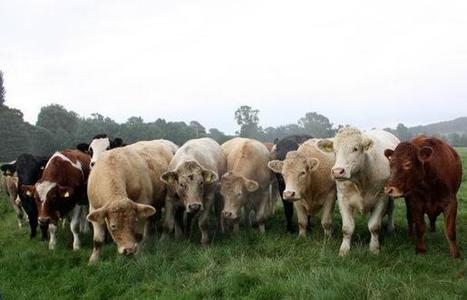 Les exportations agroalimentaires de l’Irlande en forte augmentation - 24-03-2014 - REUSSIR BOVINS VIANDE | SCIENCES DE L' ANIMAL | Scoop.it
