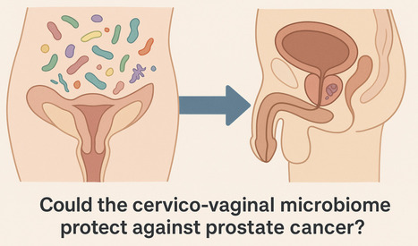 Le microbiome cervico-vaginal pourrait jouer un rôle protecteur contre le cancer de la prostate (chez l’homme) | Life Sciences Université Paris-Saclay | Scoop.it