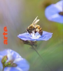 Les insectes disparaissent… et nos vies avec eux | EntomoScience | Scoop.it