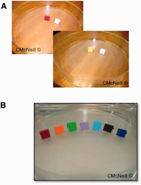 Parasites : les punaises de lit auraient des couleurs préférées ! | EntomoNews | Scoop.it