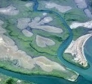 Les États-Unis au secours des mangroves océaniennes - TAHITI INFOS | Ecosystèmes Tropicaux | Scoop.it