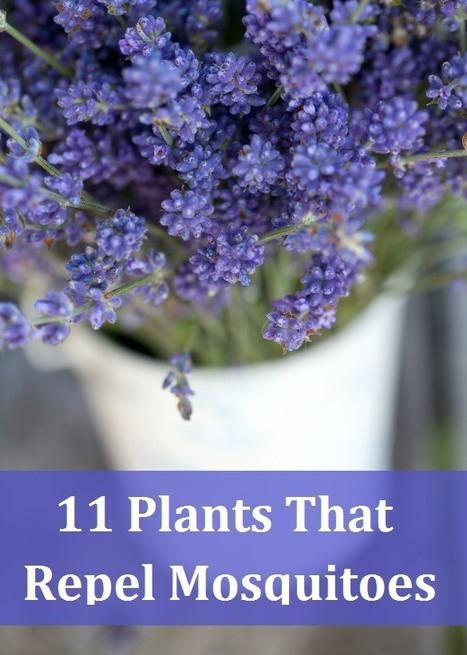 11 Fragrant Plants That Repel Mosquitoes | Eco-Friendly Lifestyle | Scoop.it