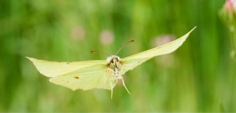 Débuter dans l'observation des papillons | Variétés entomologiques | Scoop.it
