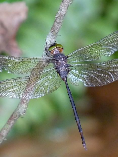 What are dragonfly wings made of? | Insect Archive | Scoop.it