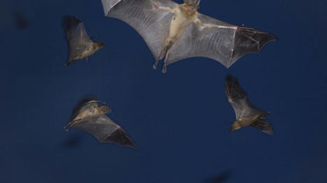 Les chauves-souris supportent mal la lumi&egrave;re des villes | Biodiversit&eacute; | Scoop.it