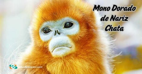 Mono Dorado de Nariz Chata: El primate chino de rostro azul | Recull diari | Scoop.it
