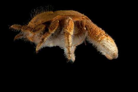 Six espèces découvertes dans l'océan Indien | EntomoNews | Scoop.it