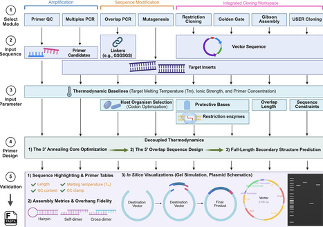 PrimerWeaver: an integrated web server for primer design in molecular biology workflows | nar | RMH | Scoop.it