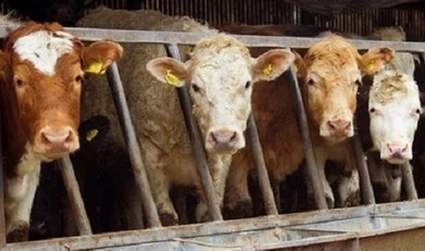Québec. Rappels de Viande + Fermetures d’Abattoirs = Fournisseurs pour le Programme National des Déjeuners dans les Écoles ? | La Gazette des abattoirs | Scoop.it