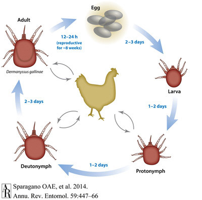 BASF restreint l'usage de son pesticide fipronil pour les semences | Les Colocs du jardin | Scoop.it