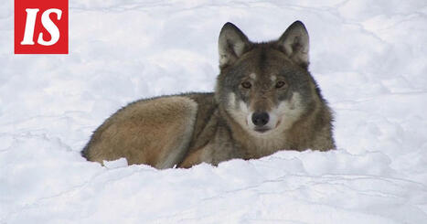 Sudet ja hirvimets&auml;t: Dokumentti n&auml;kee suden luonnollisena lajin Suomen luontoon | 1Uutiset - Lukemisen t&auml;hden | Scoop.it