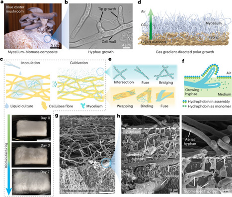 Living mycelium biomulch for directed atmospheric water capture and soil irrigation | Nwt | RMH | Scoop.it
