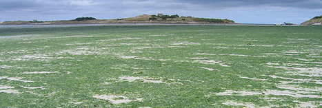 Le retour des algues vertes en Bretagne | Toxique, soyons vigilant ! | Scoop.it