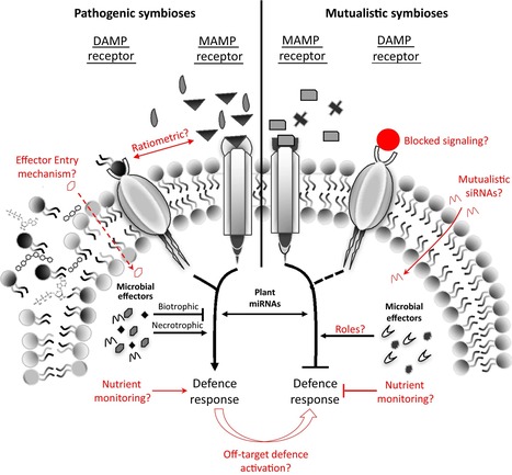 Know your enemy, embrace your friend: using omics to understand how plants respond differently to pathogenic and mutualistic microorganisms | RMH | Scoop.it