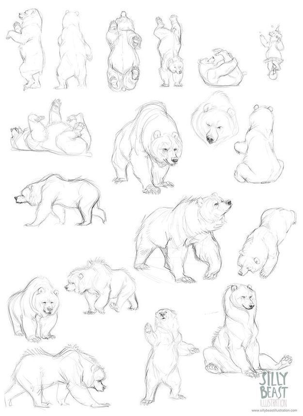 Bear Drawing Reference Guide Drawing Referenc...