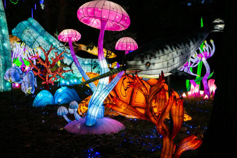 Jules Verne et ses voyages extraordinaires en lumière au zoo de Thoiry | Jules Verne News | Scoop.it