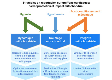 Strat&eacute;gies en reperfusion sur greffons cardiaques : cardioprotection et impact mitochondrial | Life Sciences Universit&eacute; Paris-Saclay | Scoop.it