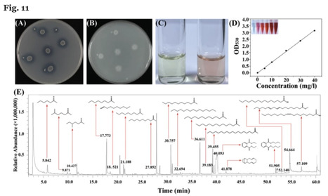 Genomic and metabolomic insights into the antimicrobial compounds and plant growth-promoting potential of Bacillus velezensis Q-426 | BMC | RMH | Scoop.it