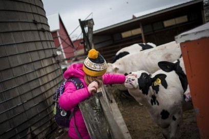 The great dairy trade war that will test President Trump | L'ECHO DEMETER | Scoop.it