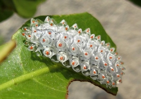La nature biologique d’une “chenille bijou”. | GuruMeditation | EntomoNews | Scoop.it