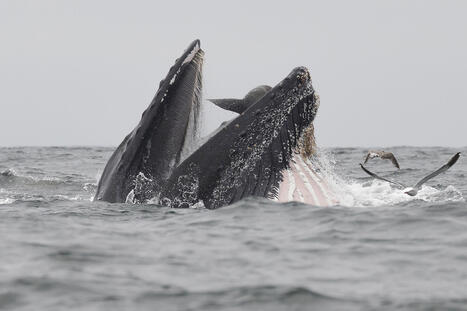 Le myst&eacute;rieux effondrement du nombre de baleines en Australie | Revue de presse C&eacute;tac&eacute;s | Scoop.it