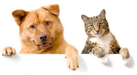 Dogs Are Manipulable, Cats Are Manipulative, and Both Act Like Babies | Science News | Scoop.it
