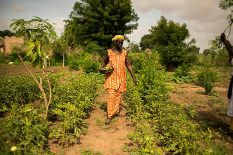 Renforcement de la résilience des petits exploitants agricoles dans des pays du Sahel | Questions de développement ... | Scoop.it