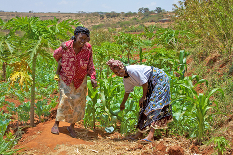 Biodiverse agriculture as part of a food-secure future | Food & Nutrition Security in East Africa | Scoop.it