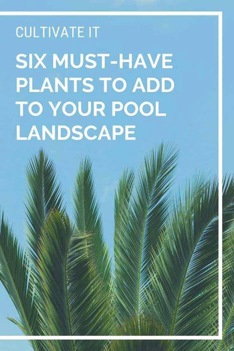Six Must-have Plants to Add to Your Pool Landscape | 1001 Gardens ideas ! | Scoop.it