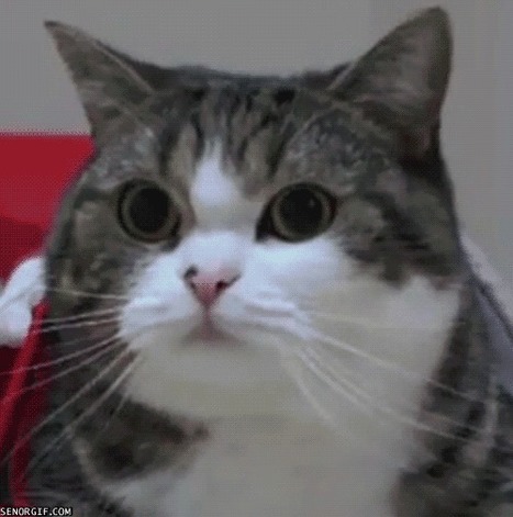 GIF: Hao U Doin? - Lolcats 'n' Funny Pictures of Cats - I Can Has Cheezburger? | Lolcats | Scoop.it