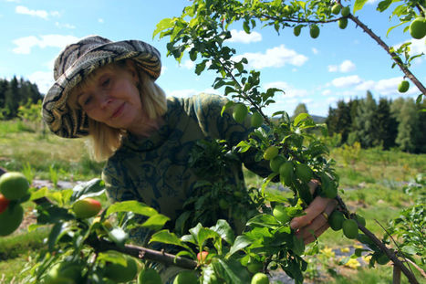Luumujen raakileita on niin paljon, että ilman harvennusta puita uhkaa talvella kuolema – myös omenasadosta tulossa hyvä | Yle Uutiset | yle.fi | 1Uutiset - Lukemisen tähden | Scoop.it