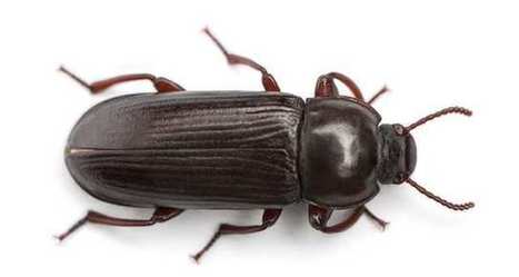 Ynsect, la start up qui va nourrir les animaux avec des scarab&eacute;es - Les Echos | Actualit&eacute;s de l'&eacute;levage | Scoop.it