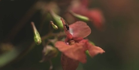 Vidéo : et si en plus les mouches font des sauts périlleux… | GuruMeditation | EntomoNews | Scoop.it