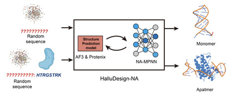 HalluDesign-NA: Extending HalluDesign for De Novo Nucleic Acid Design | brvai | RMH | Scoop.it
