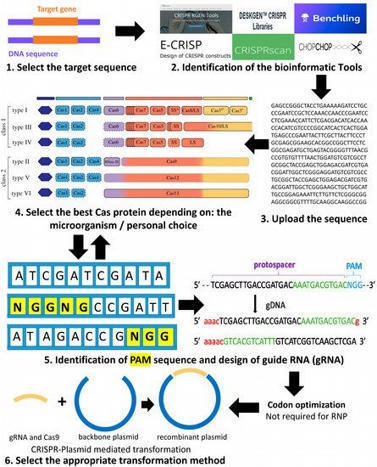 Review in Life • Desgagné-Penix Lab 2020 • Genome Editing by CRISPR-Cas: A Game Change in the Genetic Manipulation of Chlamydomonas | Reviews | Scoop.it