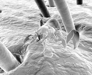 [2010] Halte aux poux : l’efficacité d’un nouveau traitement oral démontrée | Insect Archive | Scoop.it