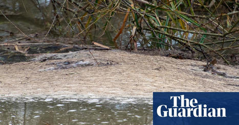 83% of English rivers have evidence of high pollution from sewage and agriculture | Rivers | The Guardian | Microeconomics: IB Economics | Scoop.it