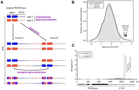 PLoS Genetics: Balancing Selection at the Tomato RCR3 Guardee Gene Family Maintains Variation in Strength of Pathogen Defense (2012) | Plants and Microbes | Scoop.it