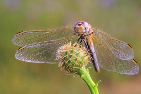 Un caoutchouc très performant inspiré des insectes pourrait être utilisé en médecine | EntomoNews | Scoop.it