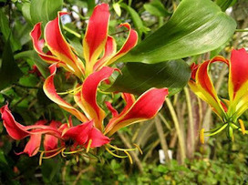 Hummingbird favorites – Plants hummingbirds love | Gardening Life | Scoop.it