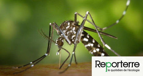 #Changement #climatique : le #virus de la #dengue arrive en #France | RSE et Développement Durable | Scoop.it