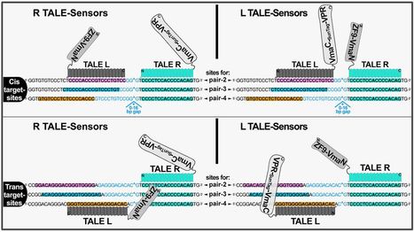 TALE.Sense: A Versatile DNA Sensor Platform for Live Mammalian Cells - ACS Synthetic Biology | TAL effector science | Scoop.it