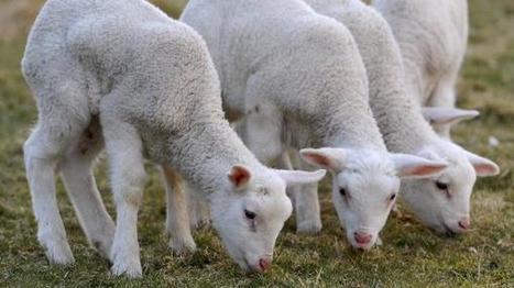 Chine : ils gonflaient la viande d'agneau avec de l'eau d'étang | La Gazette des abattoirs | Scoop.it