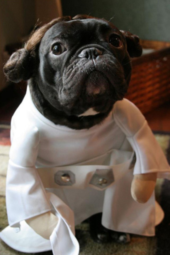 Best Star Wars Pet Costumes | Kitsch | Scoop.it