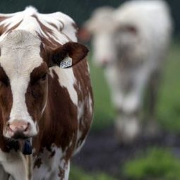 La Californie cible les vaches laitières pour combattre le réchauffement climatique | Actualités de l'élevage | Scoop.it