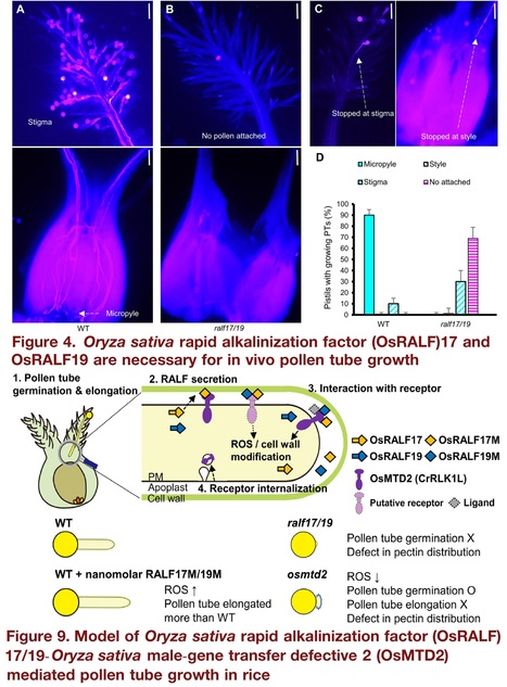 FER, ANJ, and HERK1 receptors interact with RALF6, 7, 16, 36, and 37