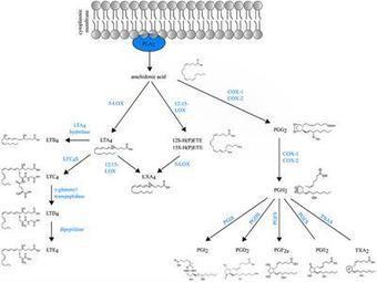 Frontiers | Eicosanoid Control Over Antigen Presenting Cells in Asthma | Immunology | Allergy (and clinical immunology) | Scoop.it