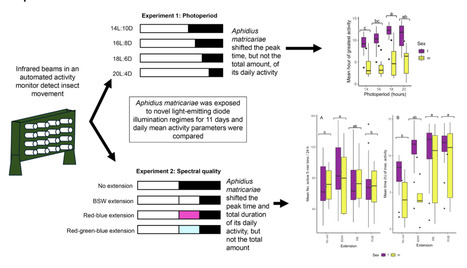 Original Paper in Entomol Exp Appl &bull; Dorais Lab 2026 &bull; The Effects of LED Daylength Extensions on the DailyActivity Patterns of a Greenhouse Biological ControlAgent, Aphidius matricariae | Originals | Scoop.it